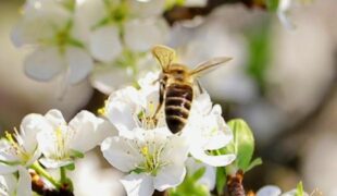 Documentary movie about bees (Poland)